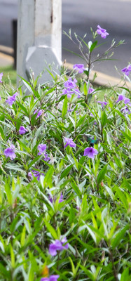 Panama--via angentina street-s024-r1